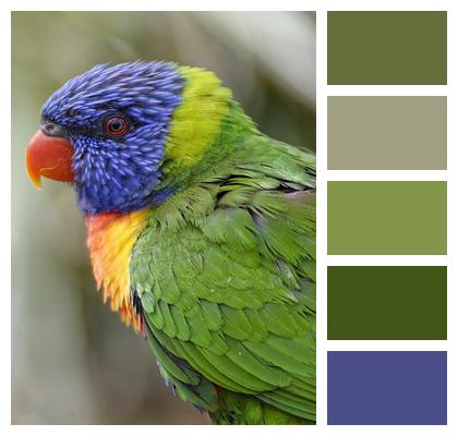 Rainbow Lorikeet Colorful Parrot Image